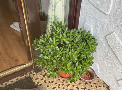 shrub