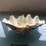 Giant Seashell Clam Tridacna Gigas over 200 years old Rare Image 4