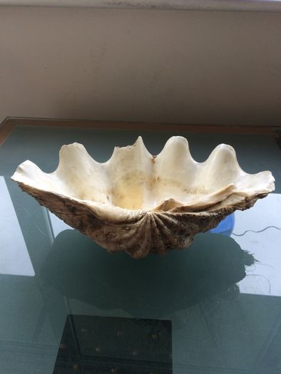Giant Seashell Clam Tridacna Gigas over 200 years old Rare