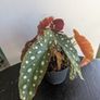Begonia Maculata Plant Image 5