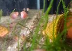 ramshorn snail