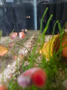 ramshorn snail