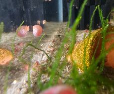 ramshorn snail