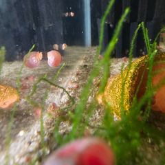 ramshorn snail