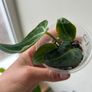 Anthurium Regale Image 4