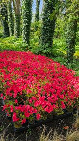 Azaleas, Evergreen Plants