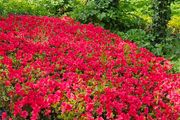 Azaleas, Evergreen Plants