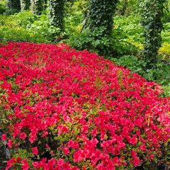 Azaleas, Evergreen Plants