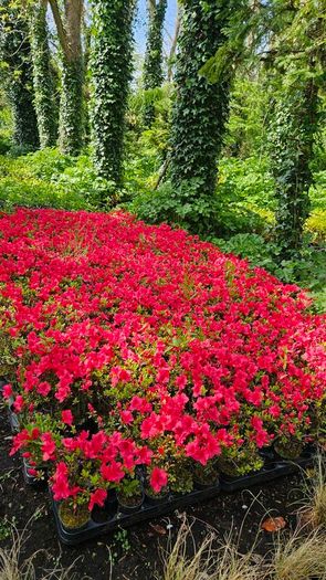 Azaleas, Evergreen Plants