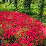 Azaleas, Flowering Plants Image 5