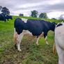 British Fresian springing heifers Image 4