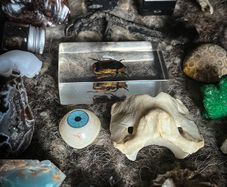 Spectacular 12 Days of Christmas Advent Calendar Mystery Surprise Oddities and Curiosities Witchy Style Gift Christmas Yule