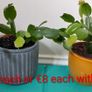 Christmas cactus Image 3