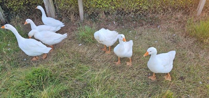 Geese