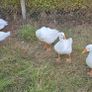 Geese Image 4