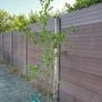 katsura tree, cercidiphyllum japonicum Image 5