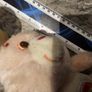 Cheer Rainbow Vintage Care Bear Carebear Plush Kenner 6.5inch 1983 Image 8