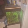 fish Image 2
