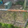 Chicken run,rabbit run Image 6