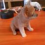 Dog figurine Image 3