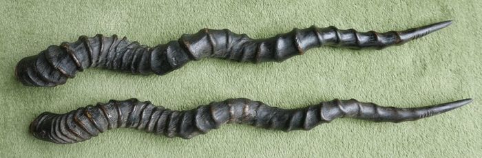 Antique Black Buck Horns 1800's Rare Horns Length 22"