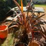 garden shrub phormium Image 2