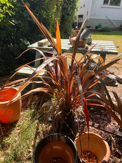 garden shrub phormium
