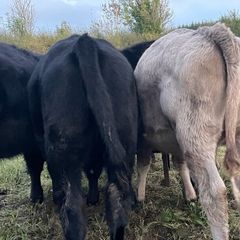 Heifers