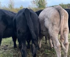 Heifers