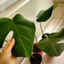 Monstera plants (25e if taking all) Image 4