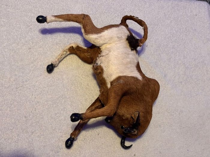 Vintage Taxidermy Miniture Brahma Bull