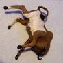 Vintage Taxidermy Miniture Brahma Bull Image 3