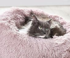 Next Cat Bed