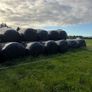 Round bales of silage Image 3