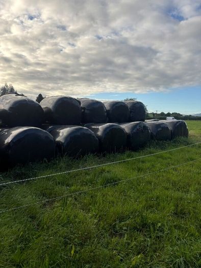 Round bales of silage