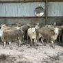 20 Easycare Hoggets Image 4