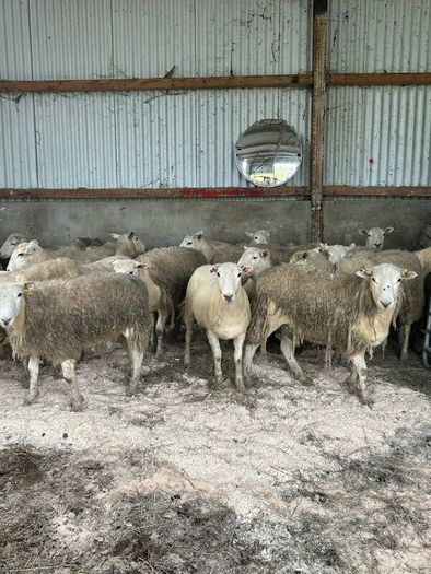 20 Easycare Hoggets