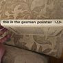 This Is The German Pointer. Shorthaired& Wirehaired. By Louise Zeigler Spirer & Herbert F.spirer. First Edition Hardback In Good Condition.  See Photos For Same. Image 3