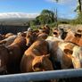 Incalf heifers and heifers with calves at foot Image 7