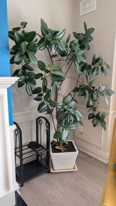 Ficus Plant (10+ Year Old)