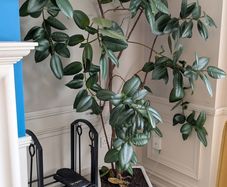 Ficus Plant (10+ Year Old)