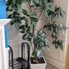 Ficus Plant (10+ Year Old)