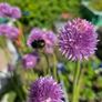 Chives - Allium schoenoprasum Image 4