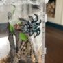 tarantula Image 2