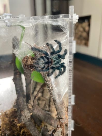 tarantula