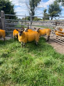 Texel X lambs