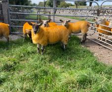 Texel X lambs
