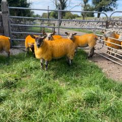 Texel X lambs