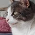 HumbleCat