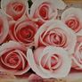 Pink Roses Canvas Image 8